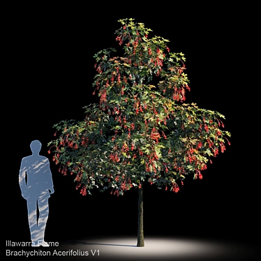 Evergreen Mapleleaf Tree - Brachychiton Acerifolius V1 3D model image 1 