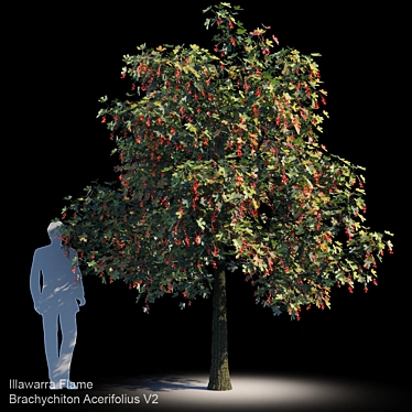 Evergreen Brachychiton Acerifolius V2 3D model image 1 