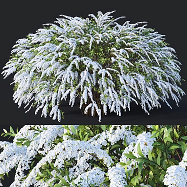 Grefsheim Spirea: Versatile & Stunning 3D model image 1 