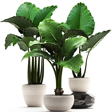 Exotic White Pot Alocasia 3D model image 1 