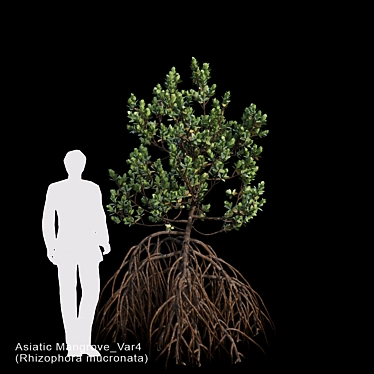 Asiatic Mangrove Var4 3D model image 1 