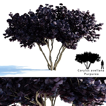 Purple Filbert Shrub | Corylus avellana Purpurea 3D model image 1 