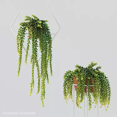 Donleytail: Hanging Burrostail Succulent 3D model image 1 