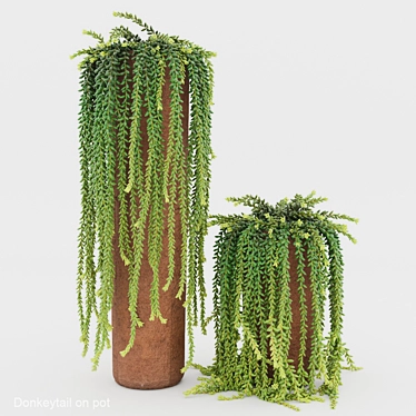 Stylish Donkeytail in Pot 3D model image 1 