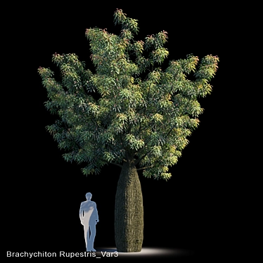 Drought-Resistant Brachychiton Tree 3D model image 1 