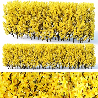 Forsythia Hedge - 120 cm 3D model image 1 