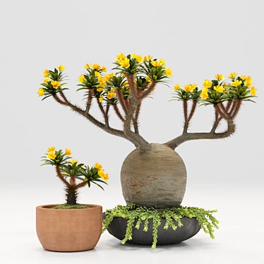 Exotic Pachypodium Pot: A Vibrant Delight! 3D model image 1 