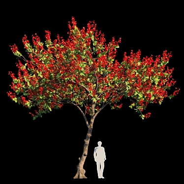 Regal Flamboyant Tree | Delonix Regia 3D model image 1 