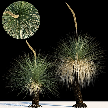 Elegant Xanthorrhoea arborea Tree 3D model image 1 