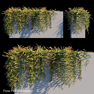 Versatile Ficus Pumila: Russian Translation Available 3D model image 1 