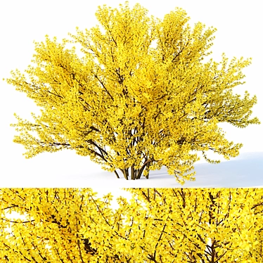 Full Bloom Forsythia Bush, 220-260cm 3D model image 1 