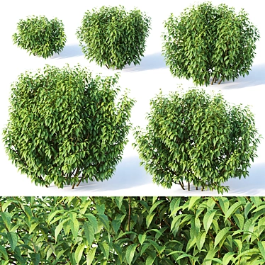 Forsythia Variety Pack: 5 Bushes 3D model image 1 