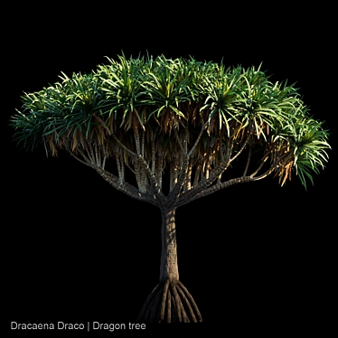 Majestic Dracaena Draco | Dragon Tree 3D model image 1 