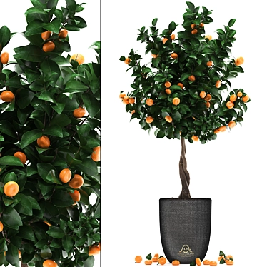 Citrus Mandarin: Decorative Fruit Tree 3D model image 1 
