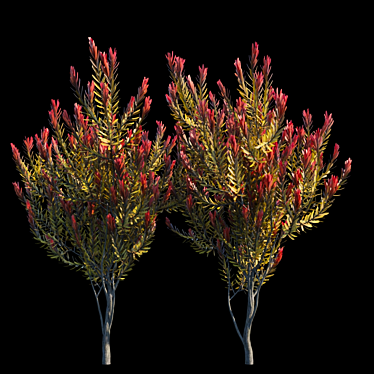 Elegant Leucadendron Tree 3D model image 1 