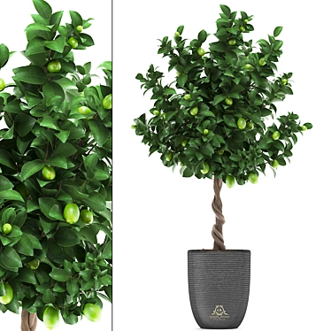 Citrus Lime Tree - Decorative Plant Collection 3D model image 1 