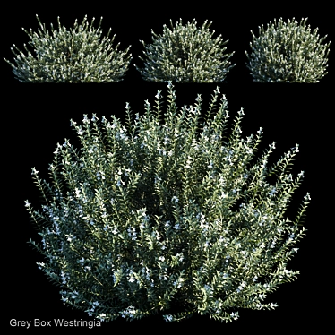 Gray Box Westringia: Hardy and Compact Shrub 3D model image 1 