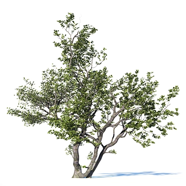 Realistic Deciduous Tree: High-quality 3D Model 3D model image 1 