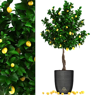 Citrus Lemon Tree, Potted Fruit Plant 3D model image 1 