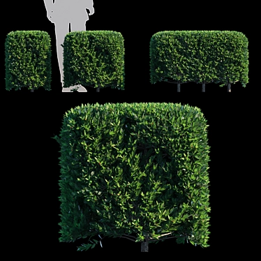 Dragon Lady Hedge | Ilex x aquipernyi 3D model image 1 
