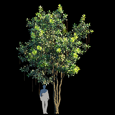 Barringtonia Acutangula Var 1: Exotic Foliage Delight 3D model image 1 