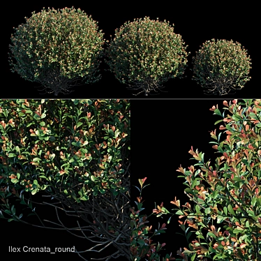 Evergreen Ilex Crenata Bush 3D model image 1 