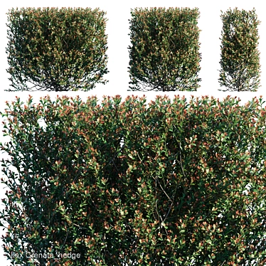 Ilex Crenata Hedge: Green Privacy Solution 3D model image 1 