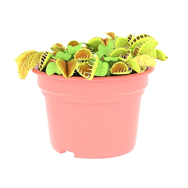 Dionaea Houseplant: Captivating Carnivorous Beauty 3D model image 1 