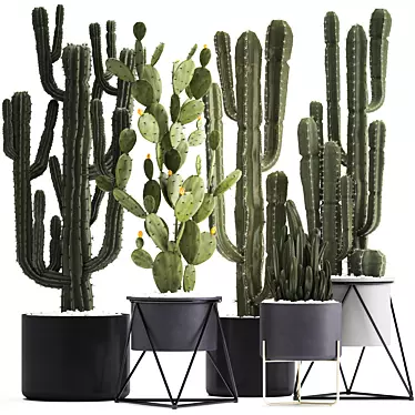Exotic Cactus Collection: 7 Unique Varieties 3D model image 1 