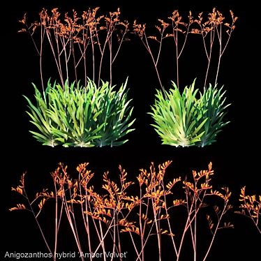 Amber Velvet Kangaroo Paw 3D model image 1 