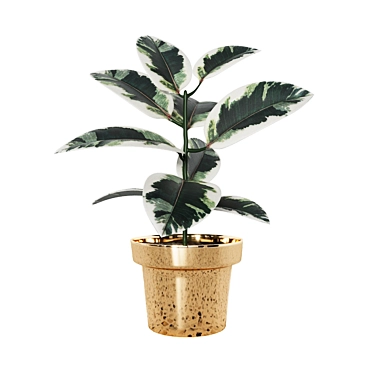 Variegated Ficus: Beautiful Indoor Plant 3D model image 1 