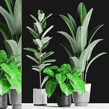 Tropical Plants Collection: Ficus, Banana Palm 3D model image 1 