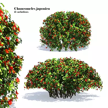 Charming Chaneomeles: Blossoming Quince 3D model image 1 