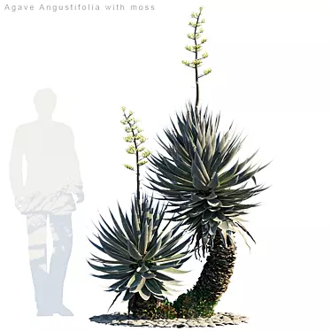 Agave Angustifolia: A Mossy Wonder 3D model image 1 
