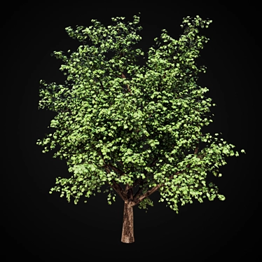  Majestic Maple Tree 3D model image 1 