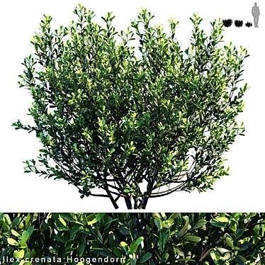 Versatile Ilex Crenata Hoogendorn: 3 variations 3D model image 1 