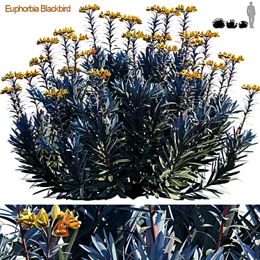 Euphorbia Blackbird: Triple Threat 3D model image 1 