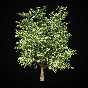 Giant Maple Tree: 17m Height 3D model image 1 