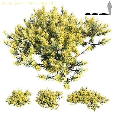 Golden Carpet Juniperus | All Gold 3D model image 1 