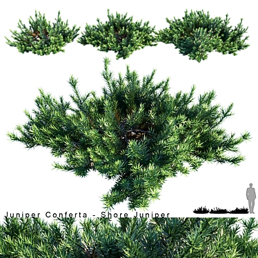 Coastal Beauty: Juniperus Conferta 3D model image 1 