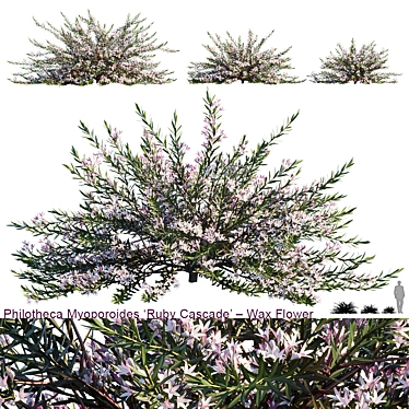 Ruby Cascade Wax Flower | Philotheca Myoporoides 3D model image 1 