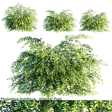 Graceful Cascading Phyllanthus Multiflorus 3D model image 1 