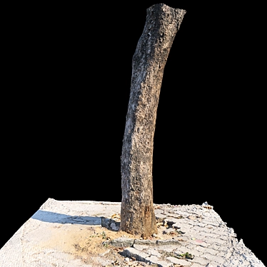 Artistic Pterocarpus Macrocarpus Trunk Scan 3D model image 1 
