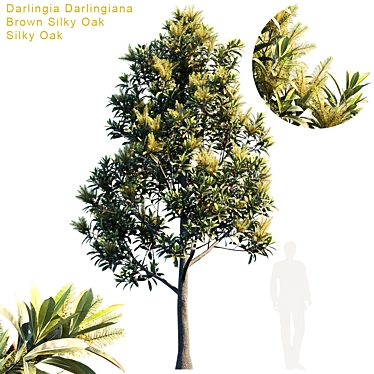 Exquisite Darlingia Darlingiana: Brown Silky Oak 3D model image 1 