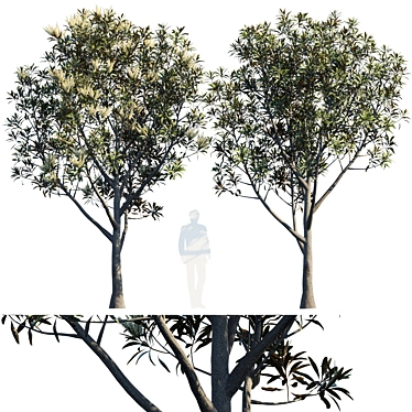 Baileyana Brown Silky Oak: Stunning Grevillea 3D model image 1 