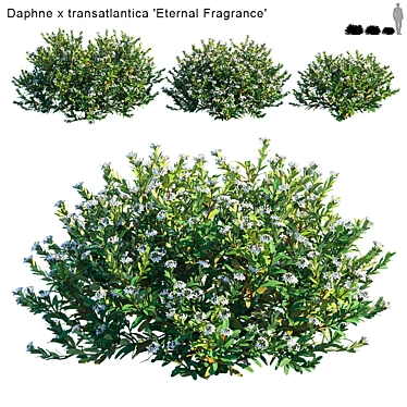 Eternal Fragrance: Daphne x Transatlantica 3D model image 1 