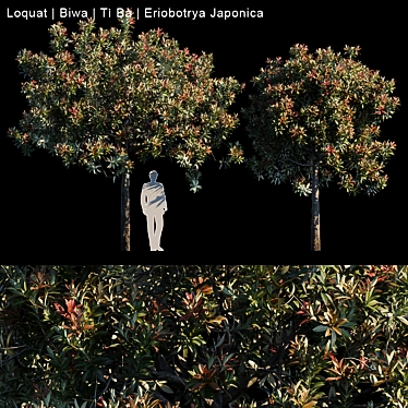 Exquisite Loquat Biwa - Japanese Fruit 3D model image 1 