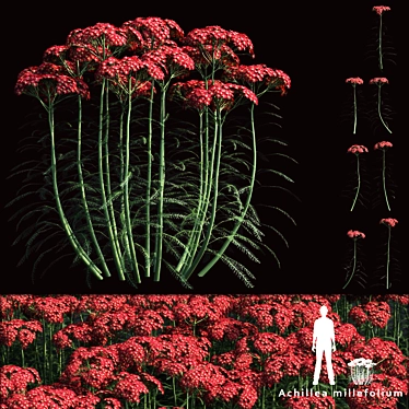 Yarrow Field of Blooms | Achillea millefolium 3D model image 1 