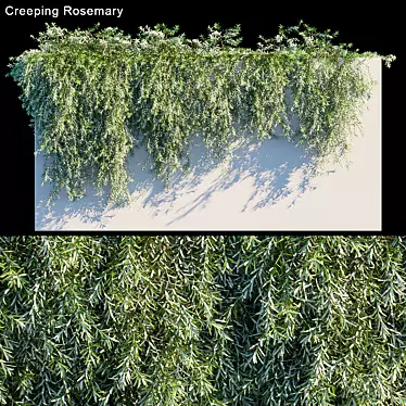 Evergreen Beauty: Creeping Rosemary 3D model image 1 