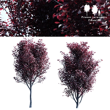 Prunus Pissardii Tree: Vibrant and Elegant 3D model image 1 